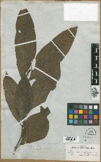 Morinda bracteata image