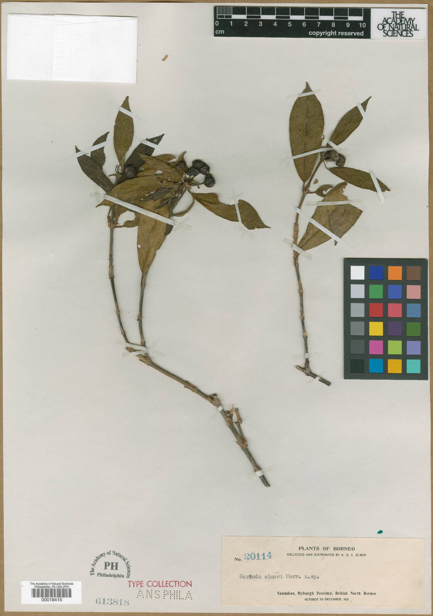 Gynochthodes elmeri image