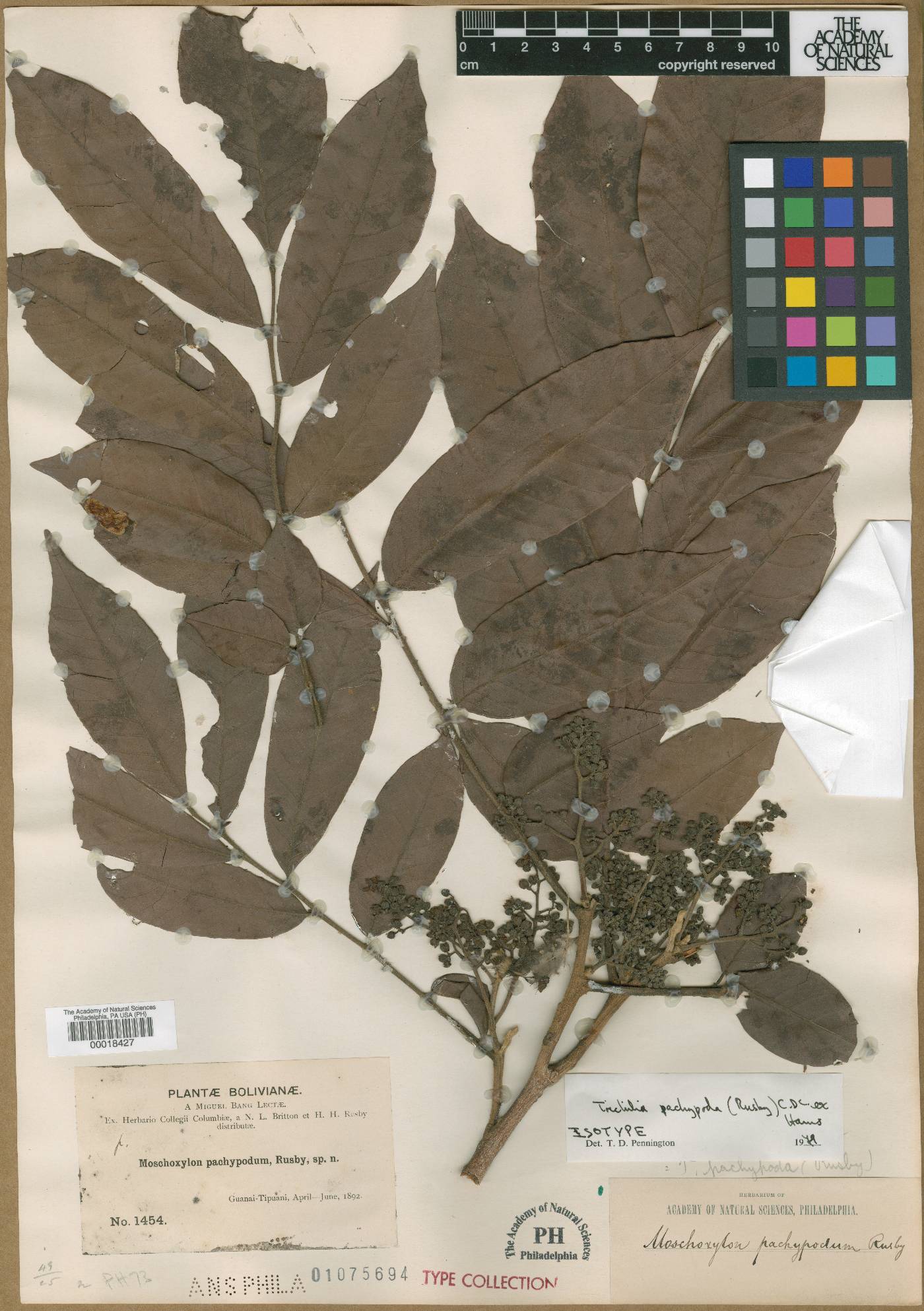 Trichilia pachypoda image