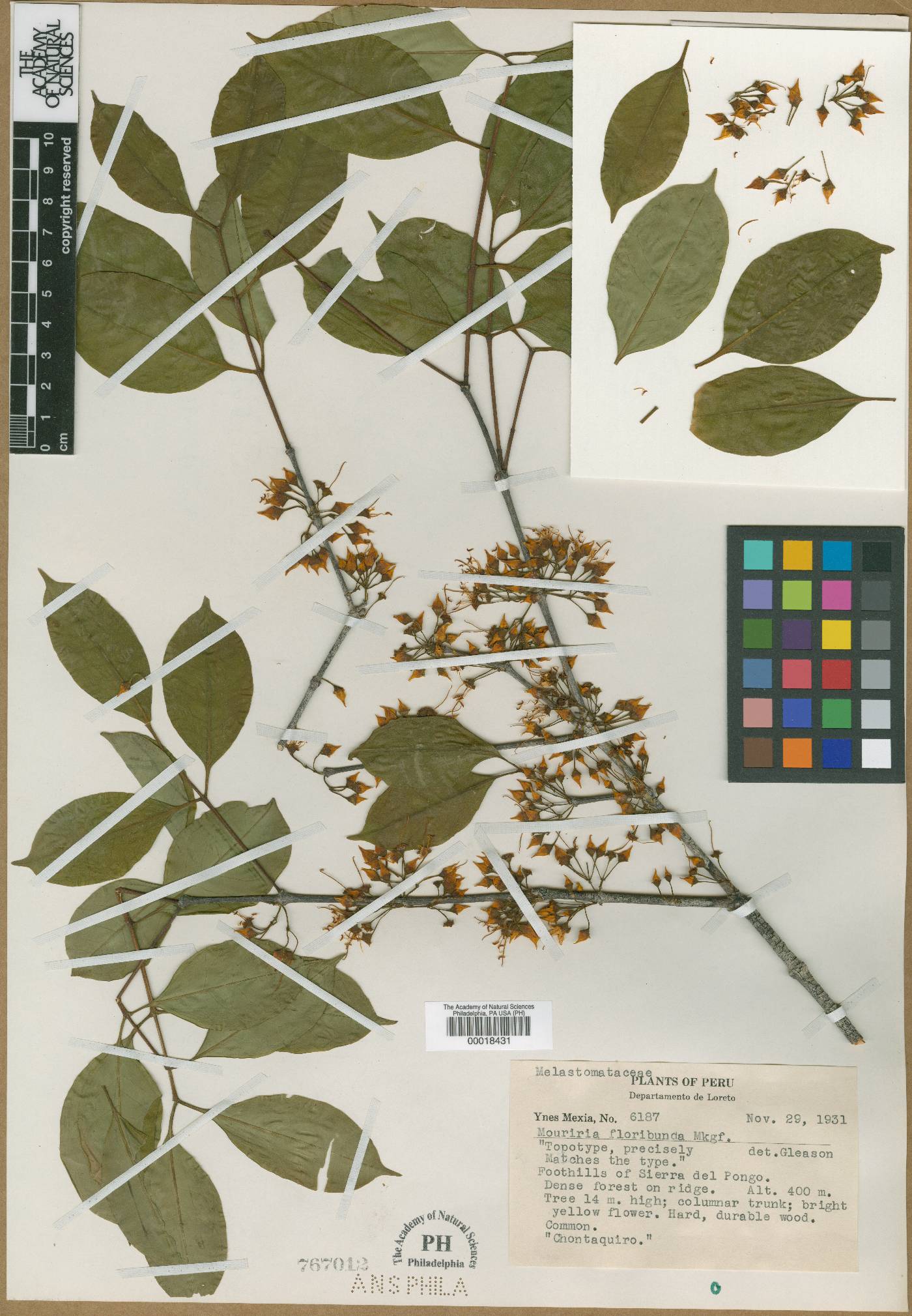 Mouriri floribunda image
