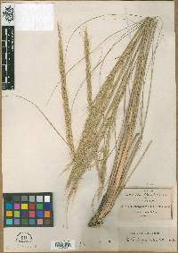 Muhlenbergia articulata image