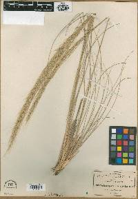 Muhlenbergia articulata image