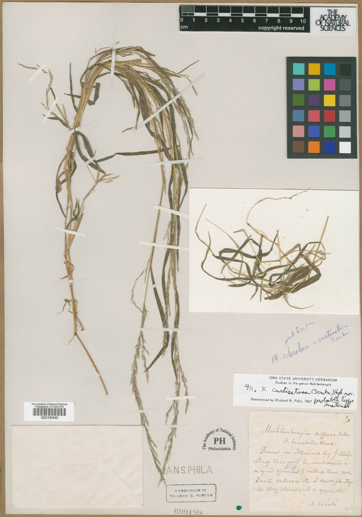 Muhlenbergia schreberi subsp. curtisetosa image