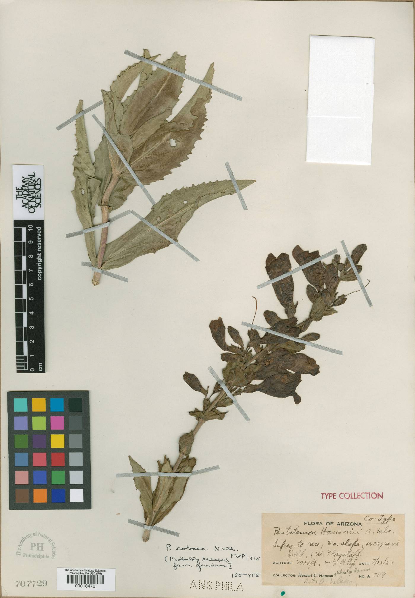 Penstemon hansonii image