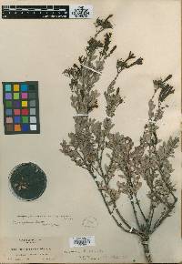 Penstemon intonsus image