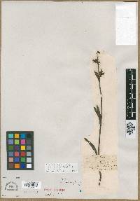 Penstemon micranthus image