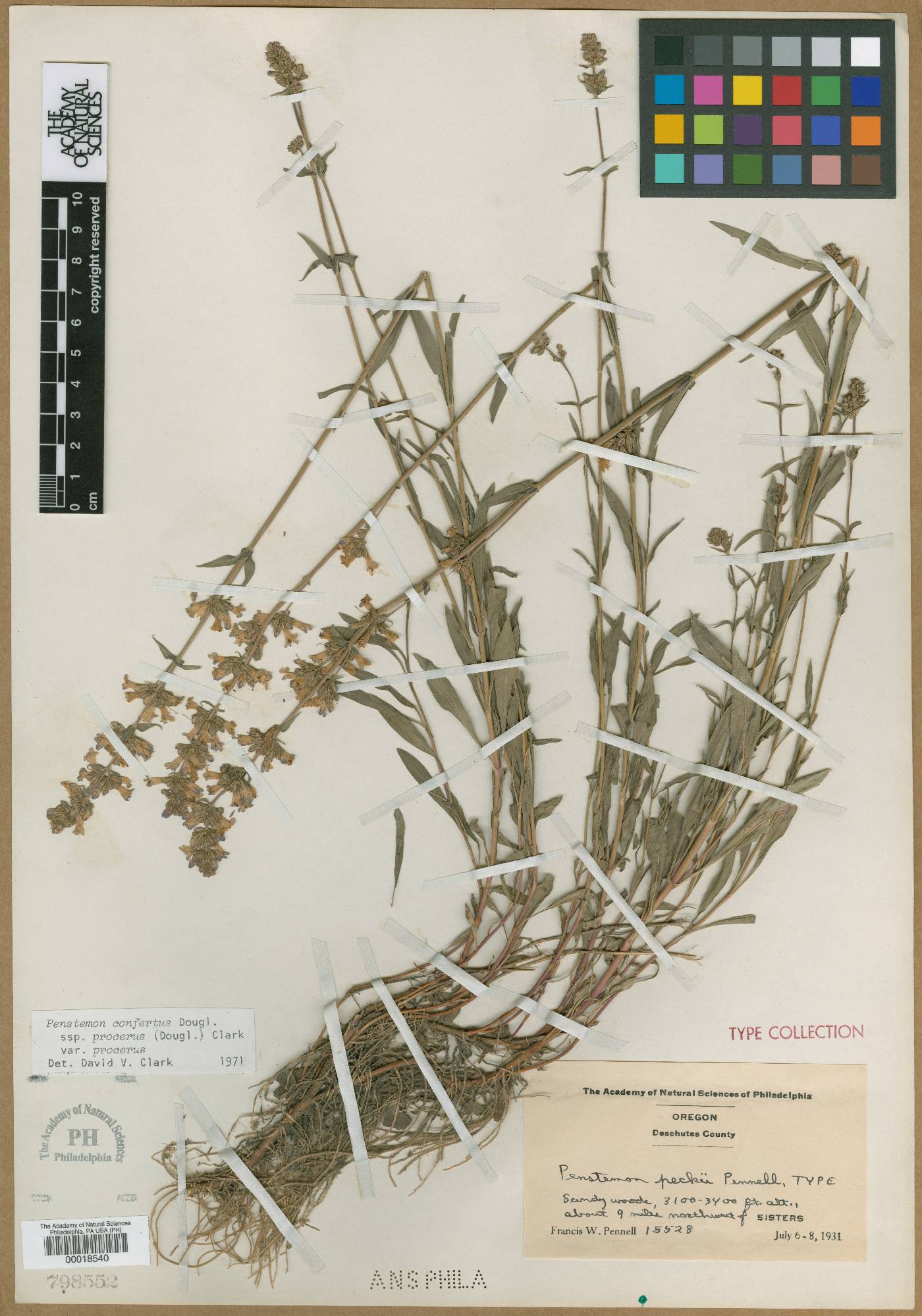 Penstemon peckii image
