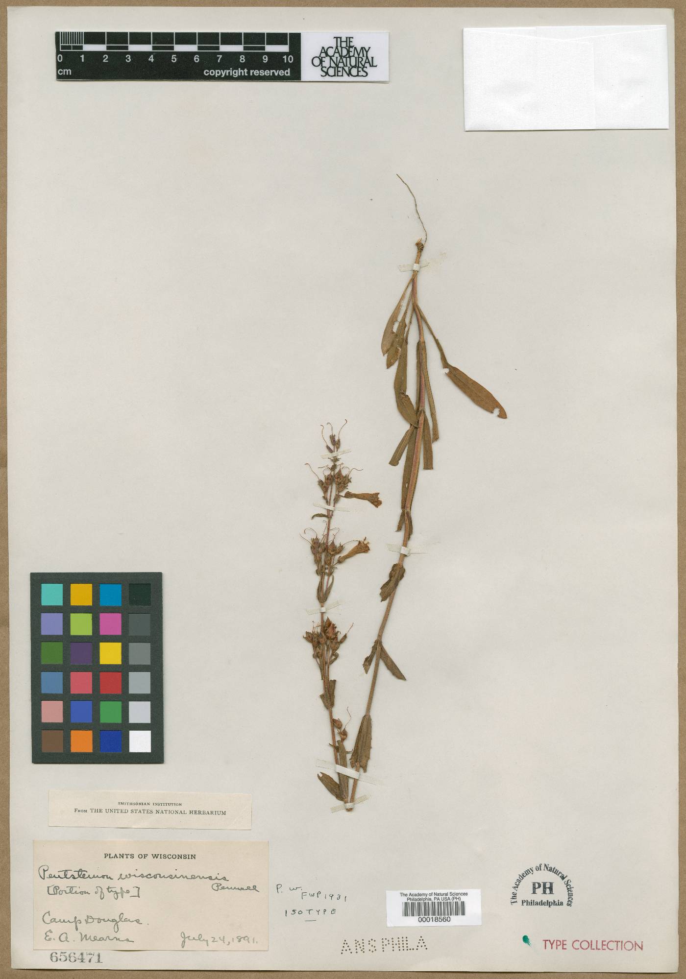 Penstemon wisconsinensis image