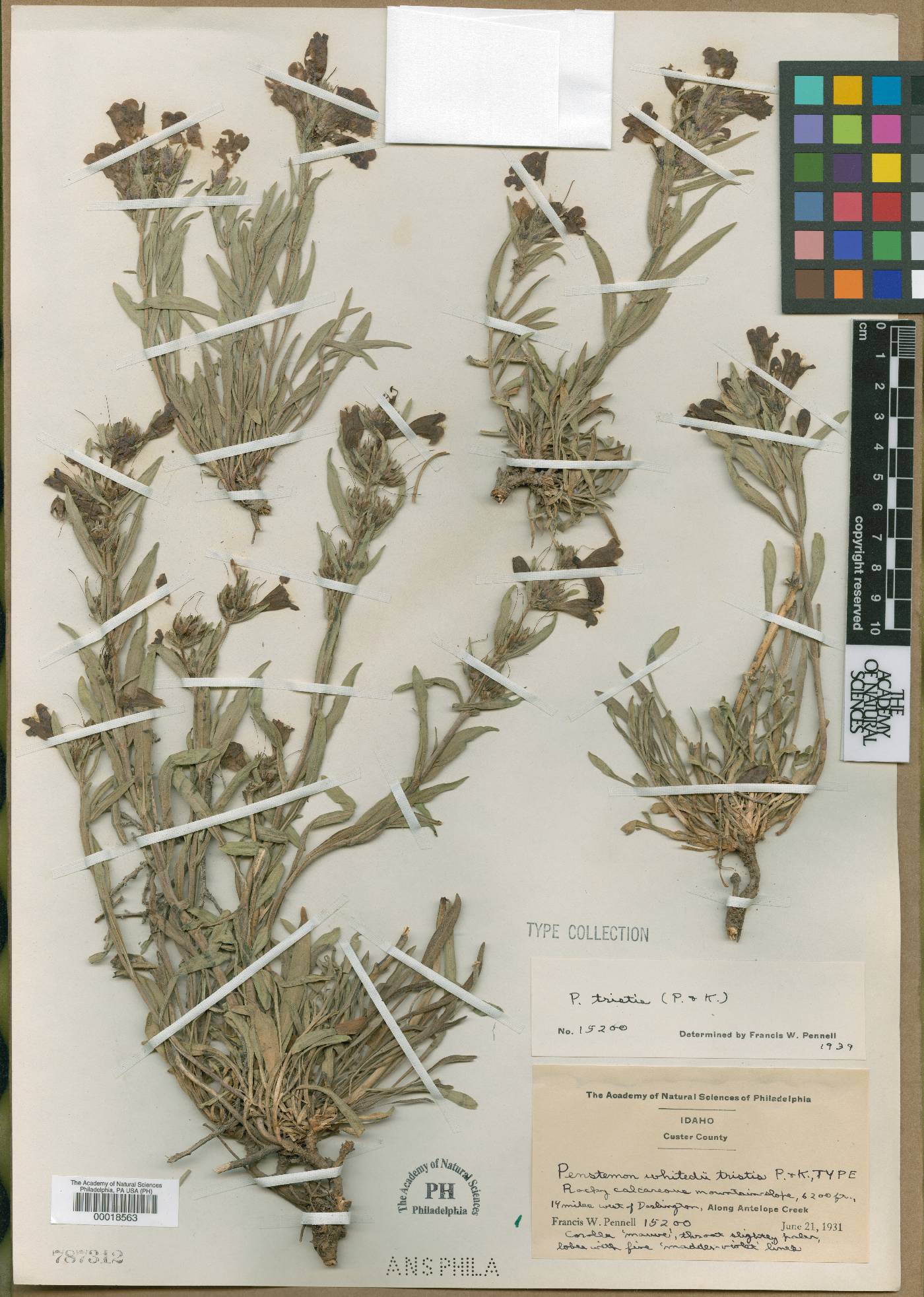 Penstemon whitedii subsp. tristis image