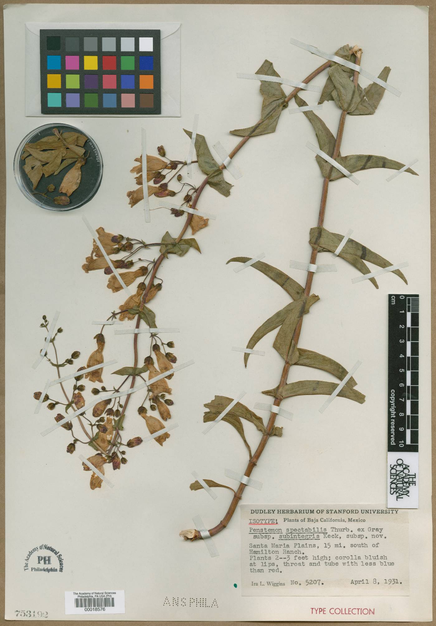 Penstemon spectabilis subsp. subinteger image