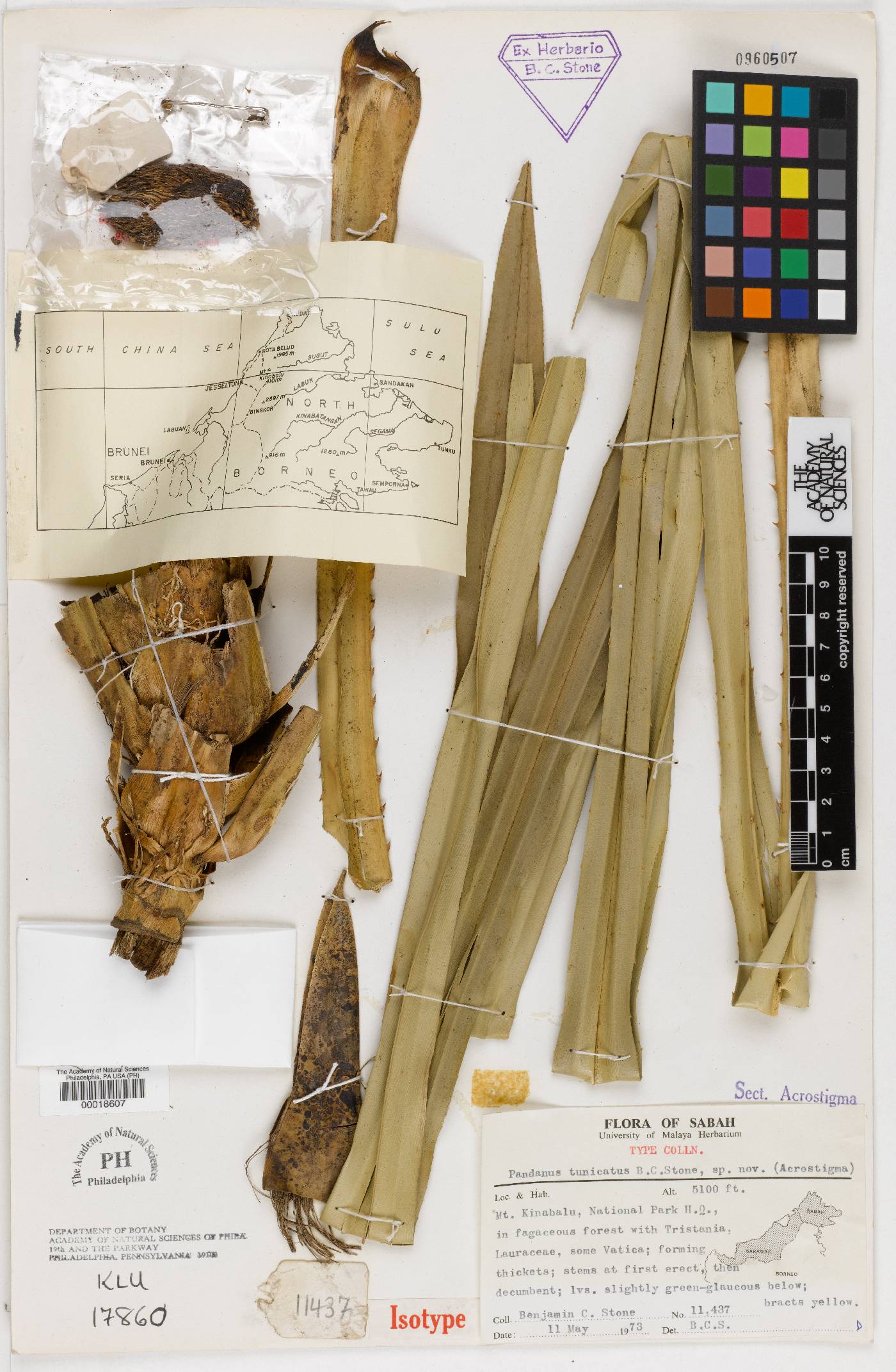 Benstonea tunicata image