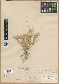 Panicum albomarginatum image