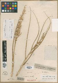 Panicum amarum image