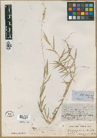 Urochloa ciliatissima image