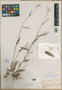 Panicum consanguineum image