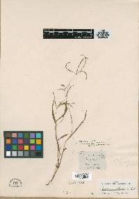 Image of Digitaria cruciata