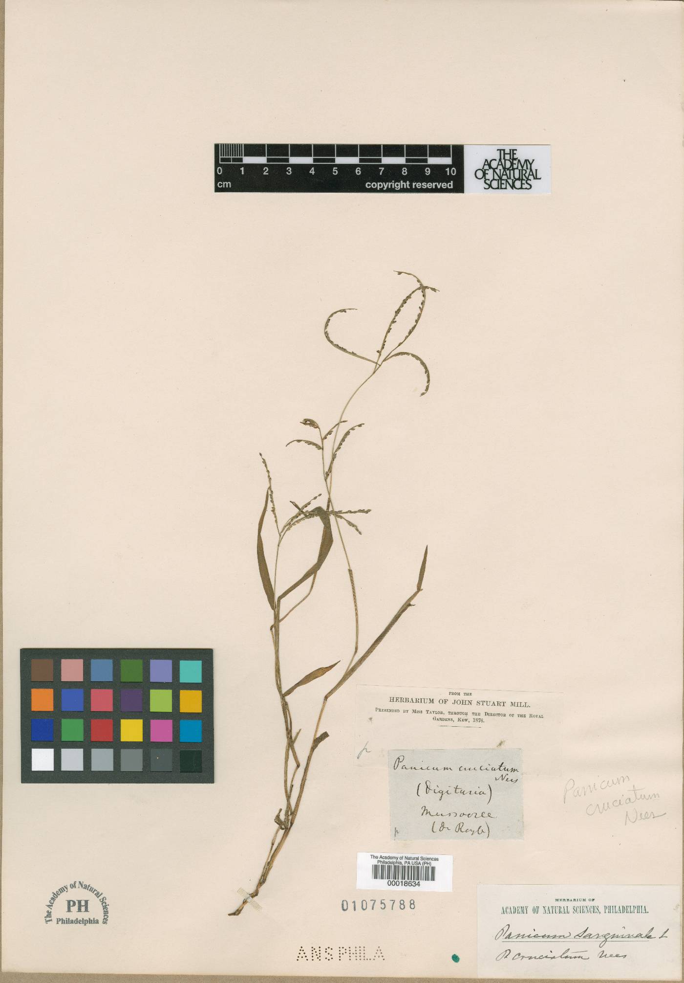 Digitaria cruciata image