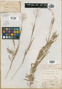 Panicum dichotomum image