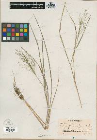 Panicum dichotomiflorum var. puritanorum image