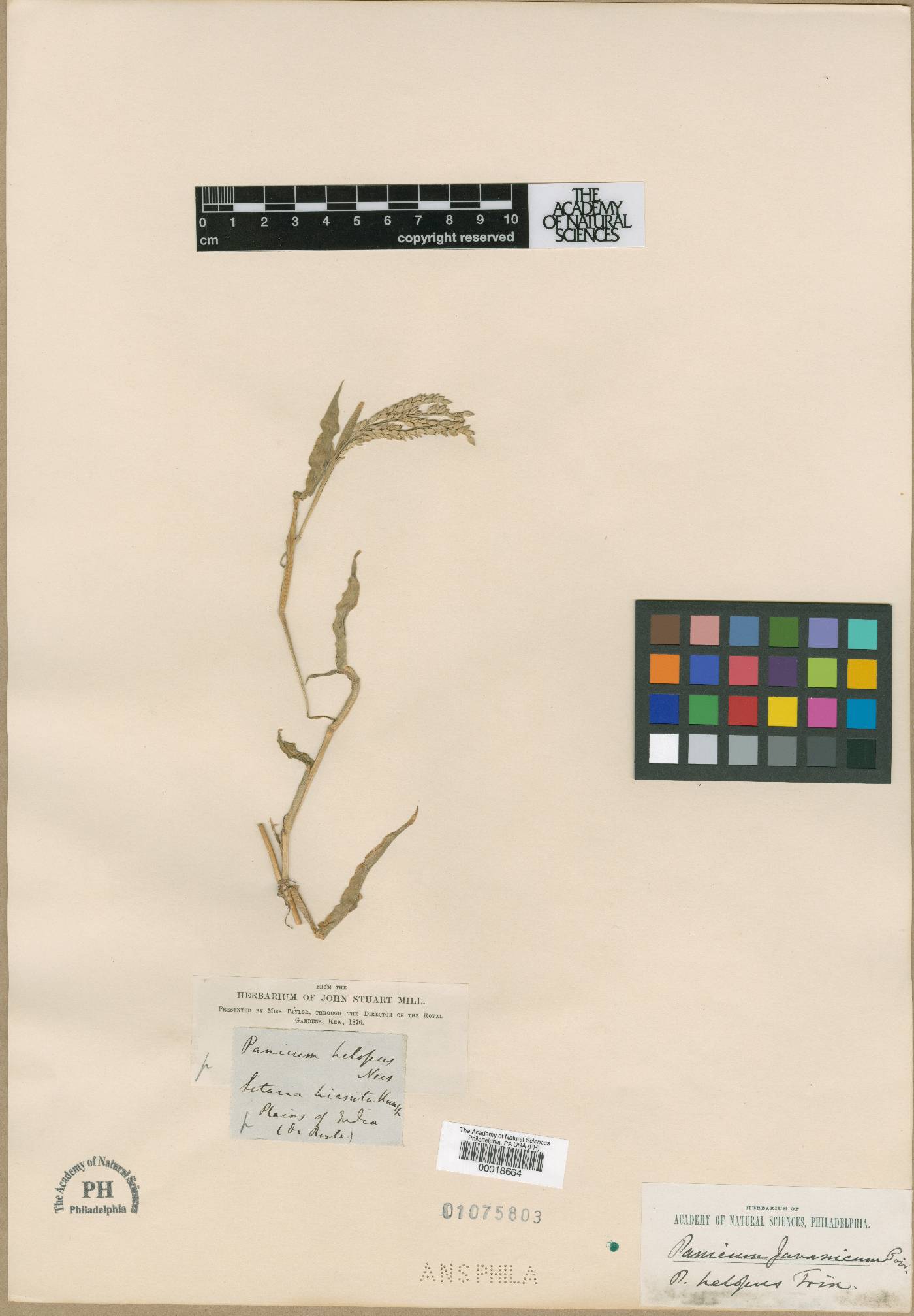 Urochloa panicoides image