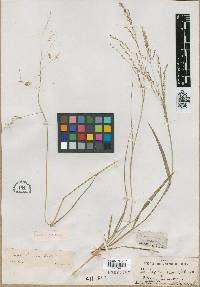 Panicum hians image