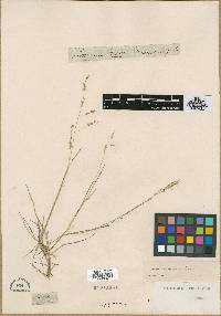 Panicum hians image