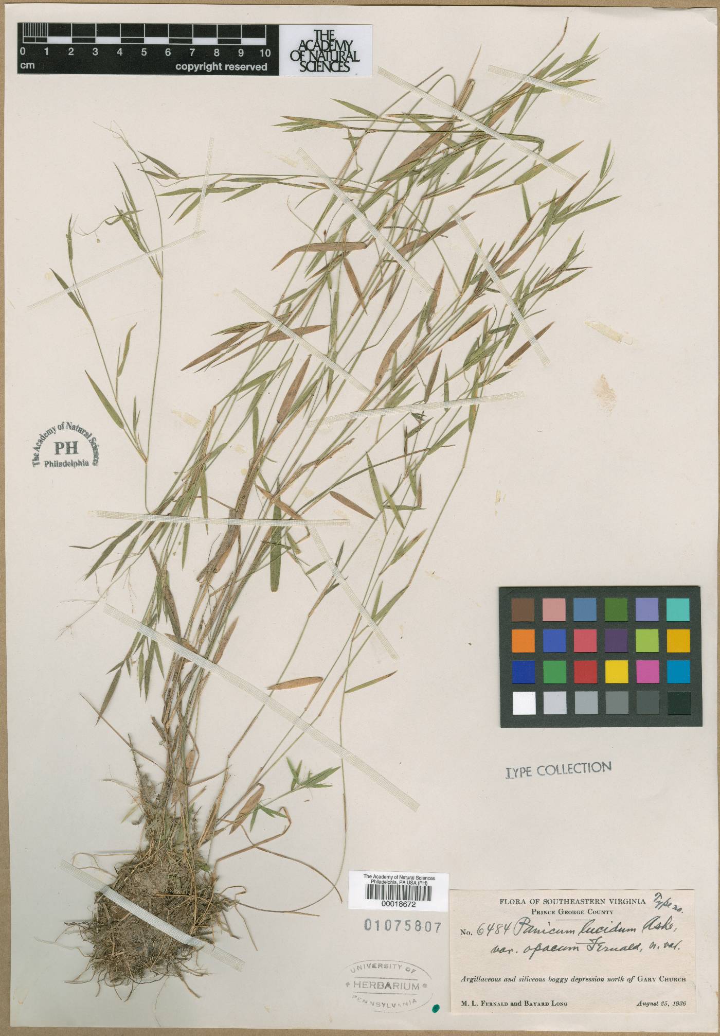 Panicum lucidum var. opacum image