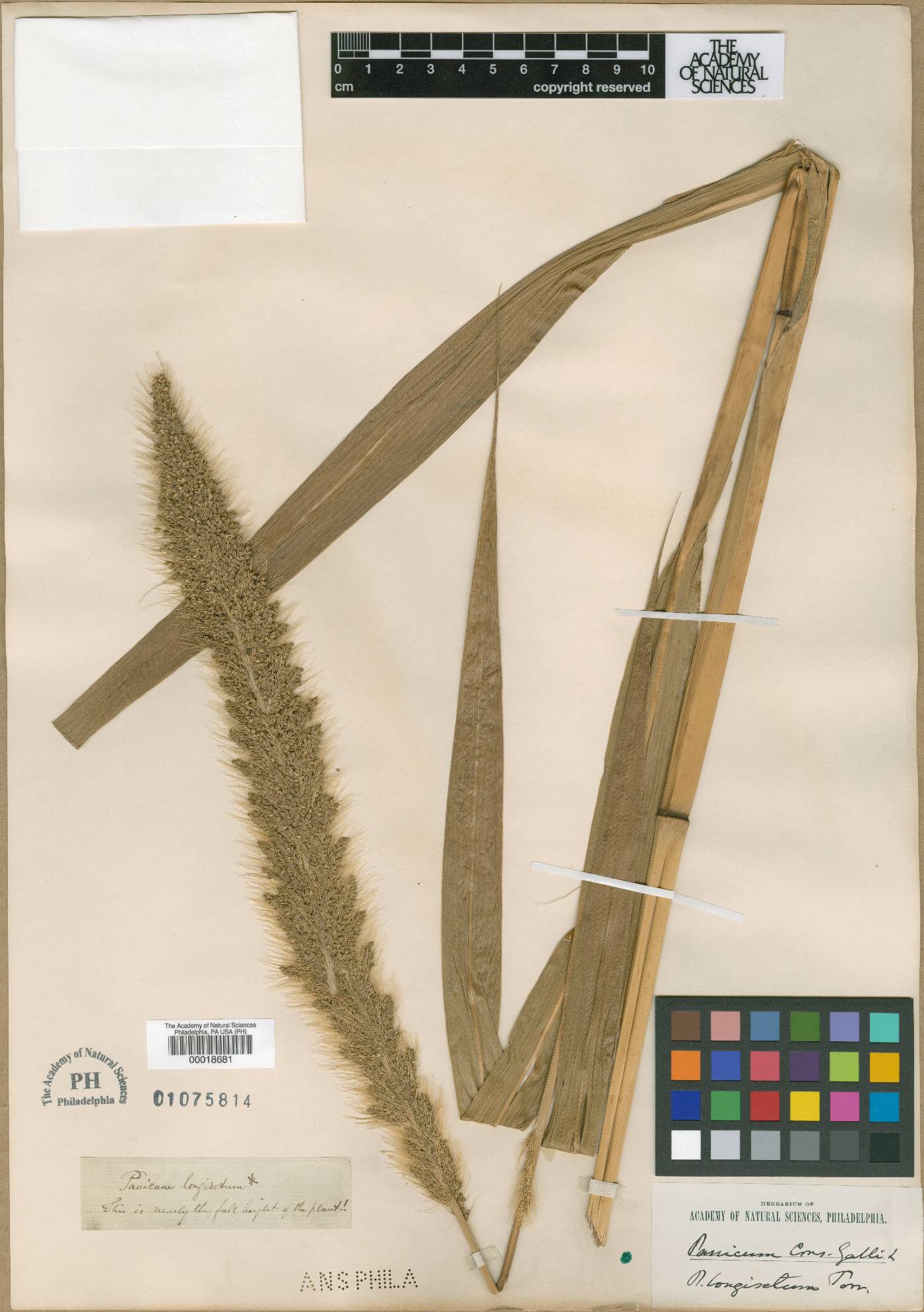Pennisetum polystachion image