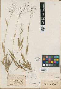 Panicum laxiflorum image