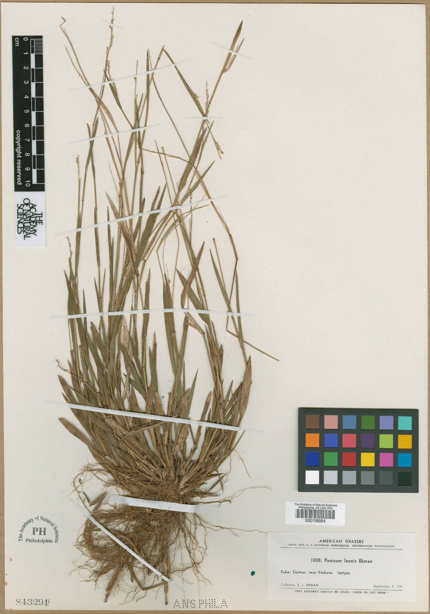 Setaria leonis image