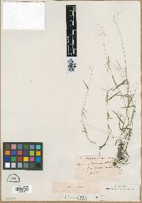 Image of Panicum lucidum