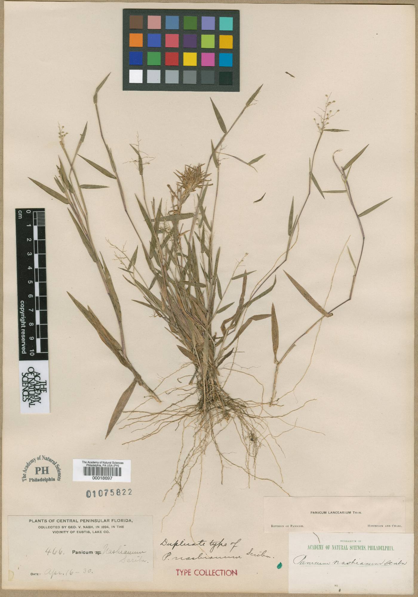 Panicum nashianum image