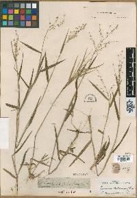 Panicum repens image