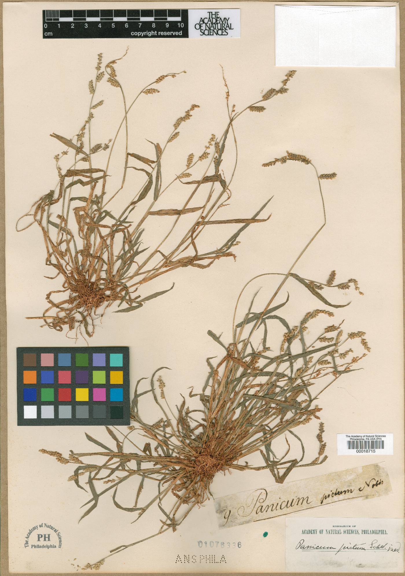 Echinochloa picta image