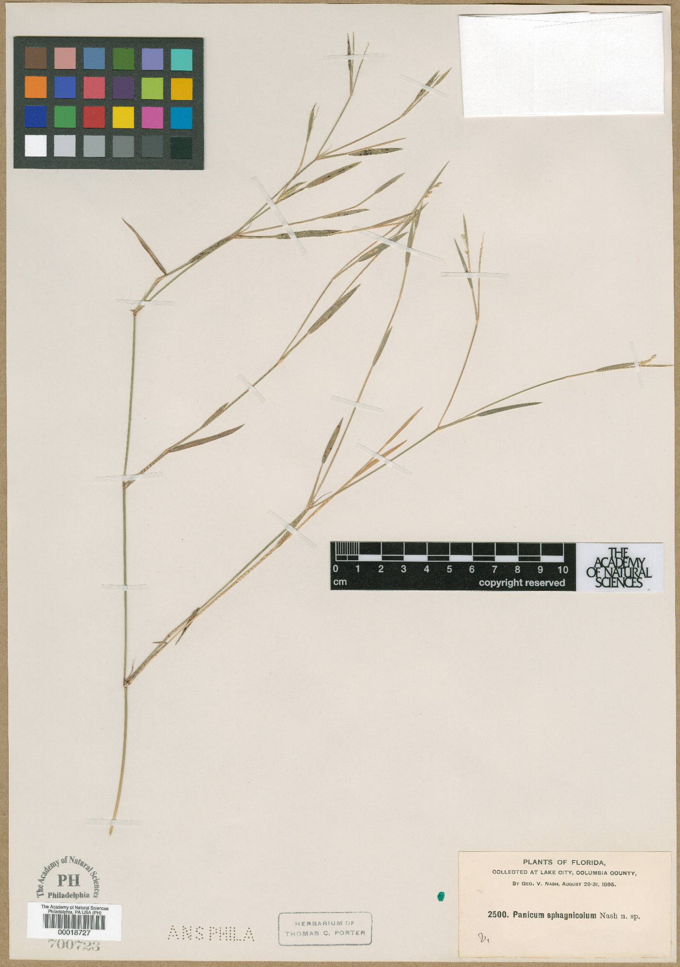 Panicum sphagnicola image