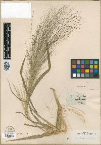 Panicum trichocladum image