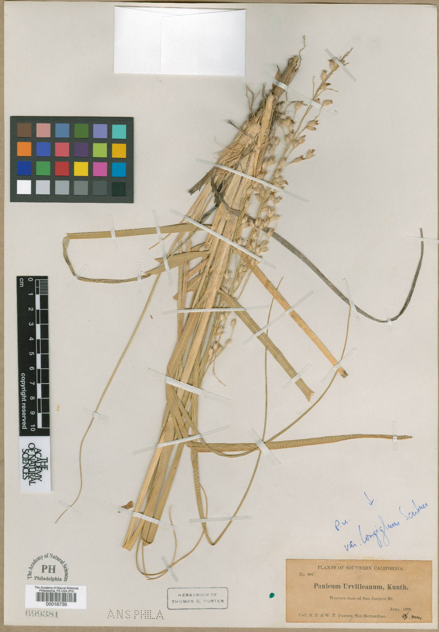 Panicum urvilleanum var. longiglumis image