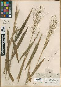 Panicum scoparium image