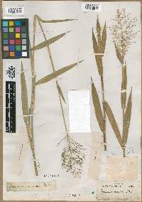 Panicum scoparium image