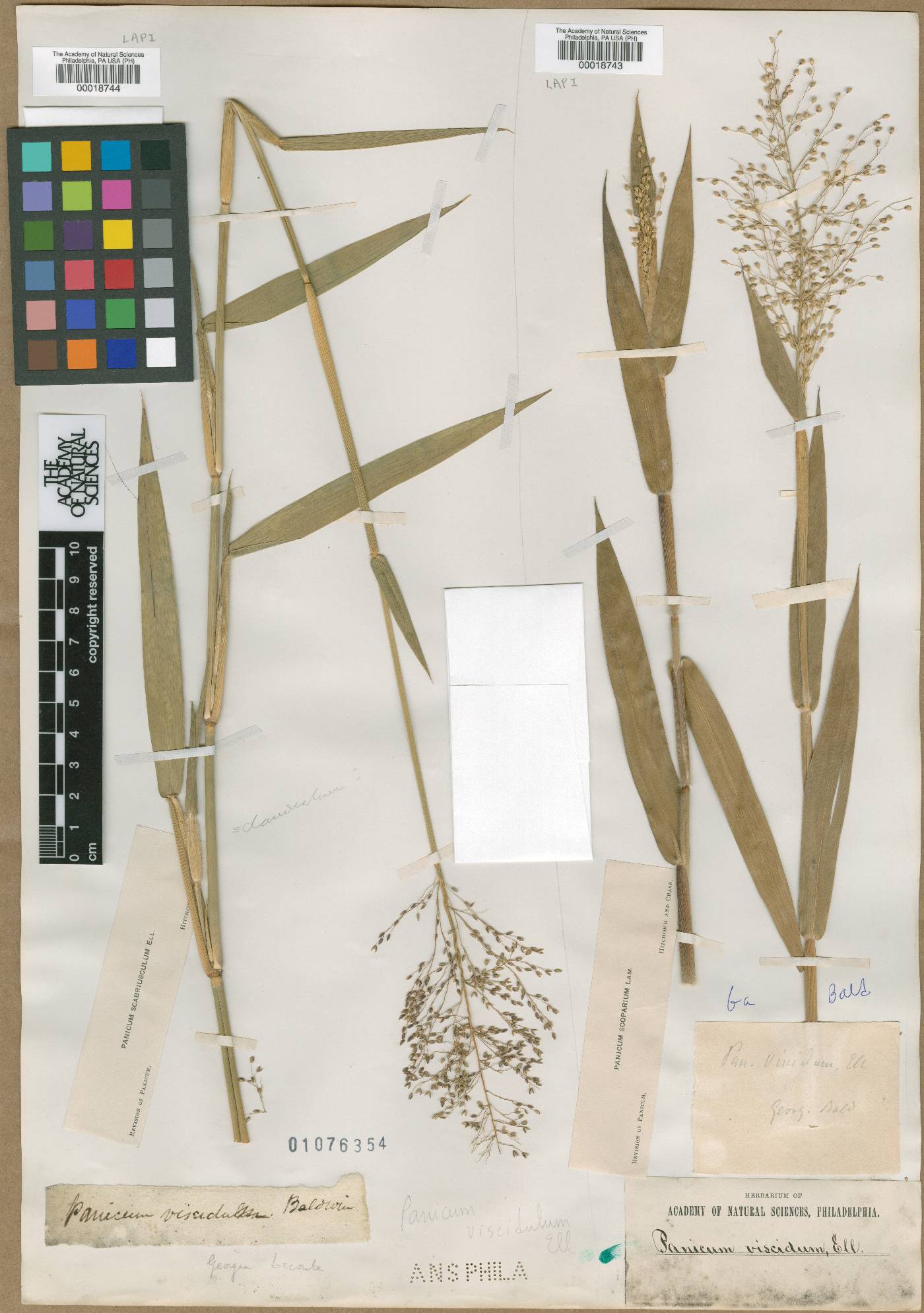 Panicum scoparium image