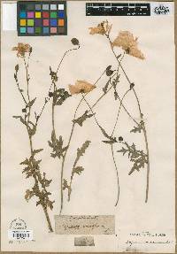 Papaver caucasicum image