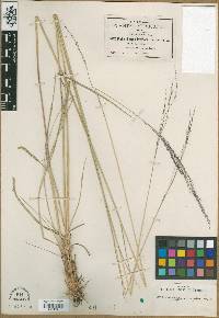 Muhlenbergia laxiflora image