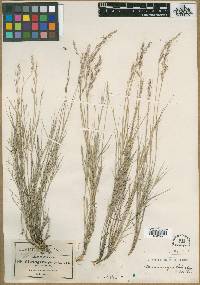 Muhlenbergia pringlei image