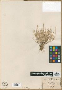 Muhlenbergia brevis image