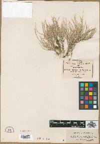 Muhlenbergia brevis image