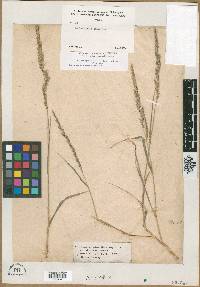 Muhlenbergia sylvatica image