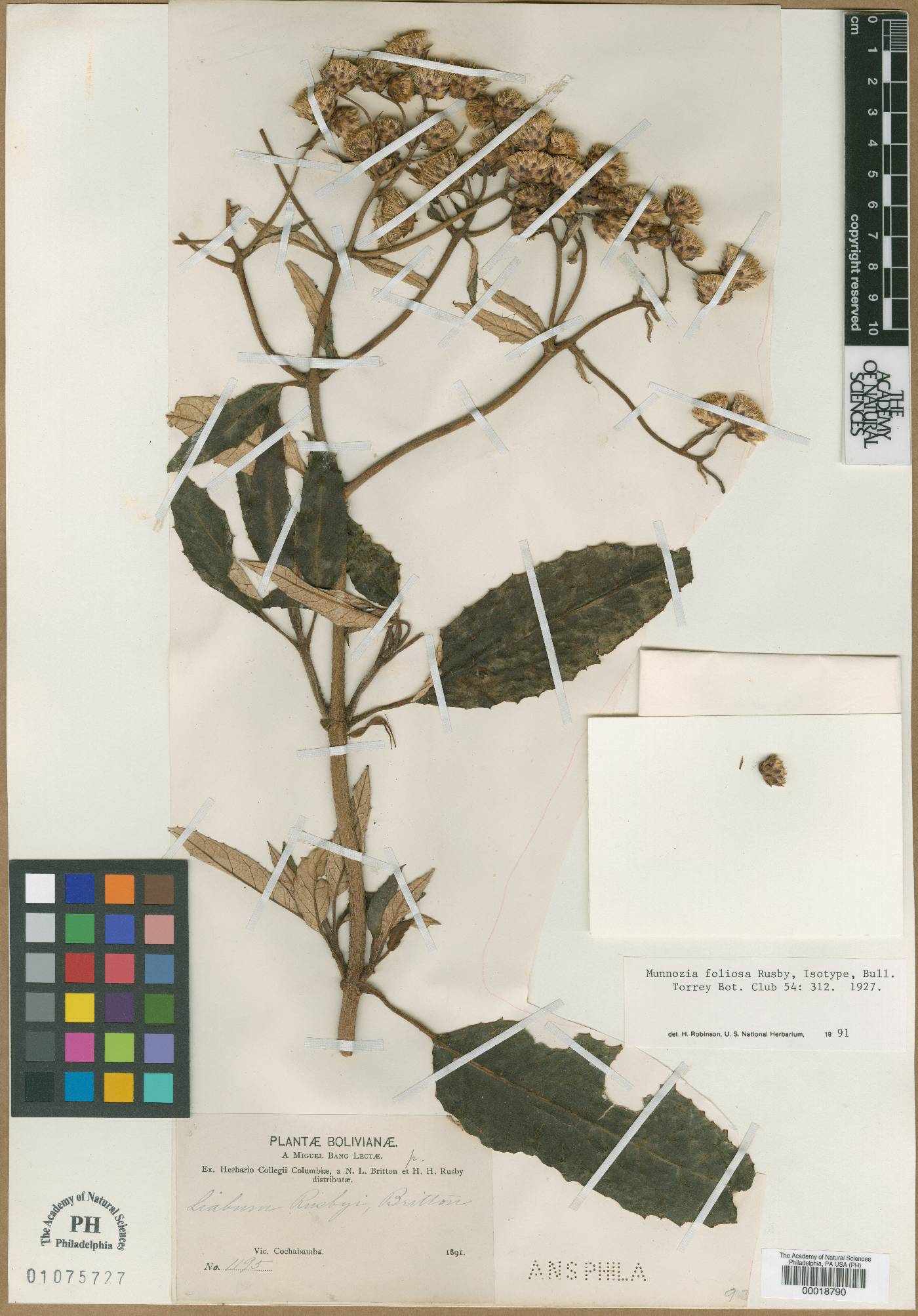 Munnozia foliosa image