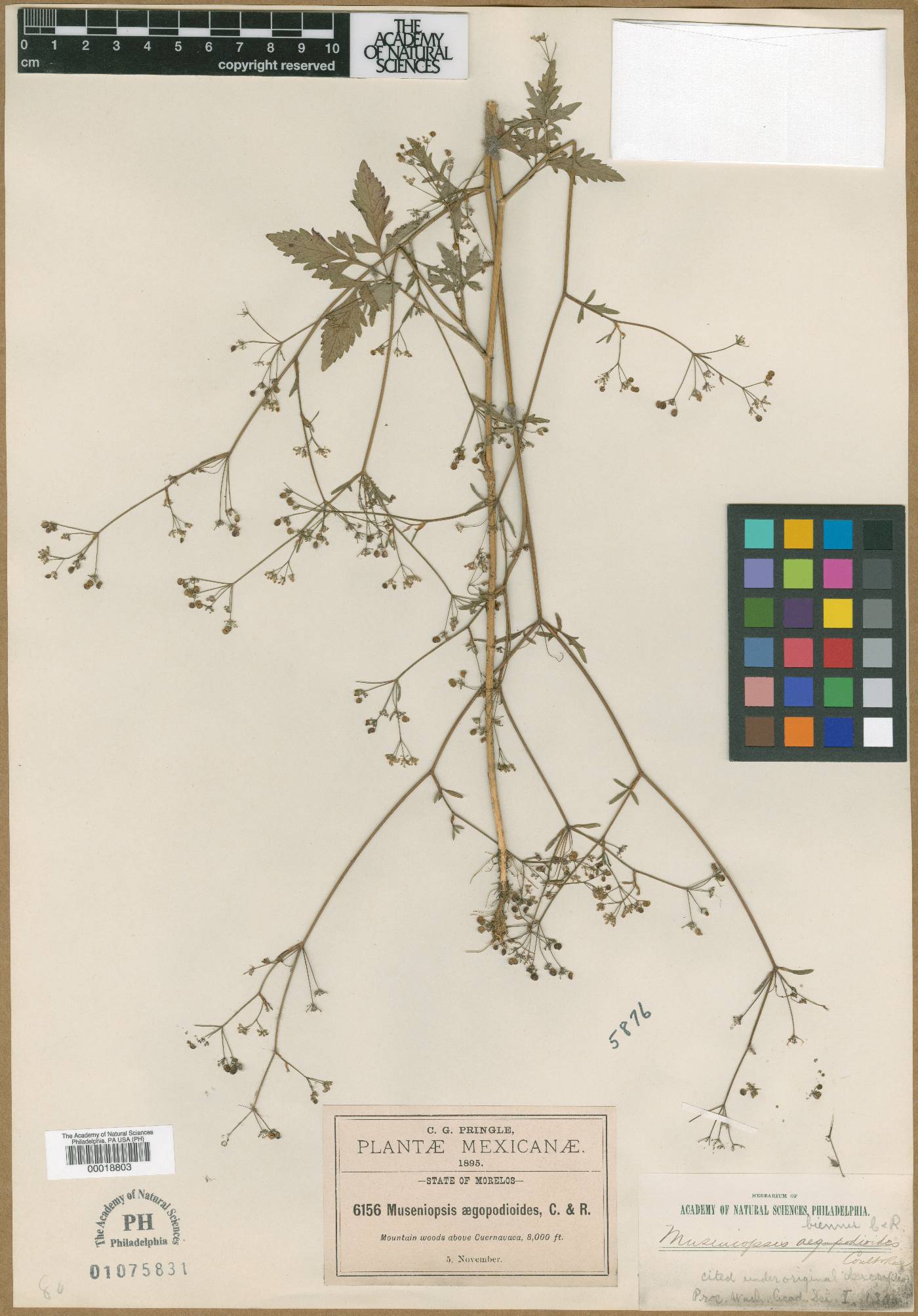 Museniopsis image