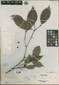 Mussaenda elmeri image