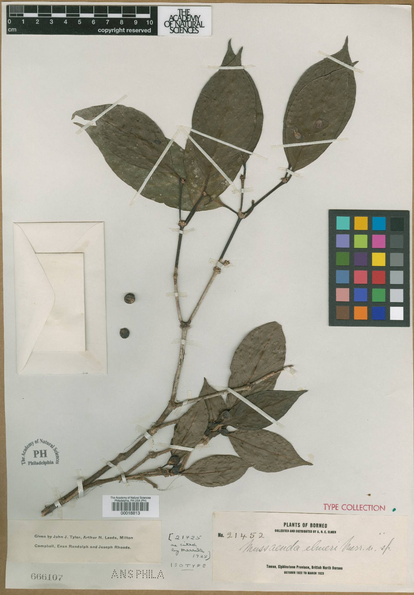 Mussaenda elmeri image